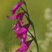Marsh Gladiolus - Photo (c) Tig, all rights reserved