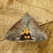 Hypocala Moth - Photo (c) Juan Carlos Garcia Morales, all rights reserved, uploaded by Juan Carlos Garcia Morales