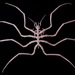 Sea Spiders - Photo (c) Gary McDonald, all rights reserved, uploaded by Gary McDonald