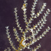 Sertulariidae - Photo (c) Gary McDonald, כל הזכויות שמורות, הועלה על ידי Gary McDonald