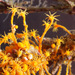 Orange Hydroid - Photo (c) Gary McDonald, all rights reserved