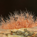 Hydractinia - Photo (c) Gary McDonald, all rights reserved, uploaded by Gary McDonald