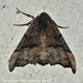 Western Pero Moth - Photo (c) Juan Carlos Garcia Morales, all rights reserved, uploaded by Juan Carlos Garcia Morales