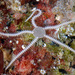 Dwarf Brittle Star - Photo (c) Gary McDonald, all rights reserved, uploaded by Gary McDonald