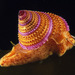 Calliostomatidae - Photo (c) Gary McDonald, כל הזכויות שמורות, uploaded by Gary McDonald