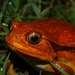 False Tomato Frog - Photo (c) devinedmonds, all rights reserved, uploaded by devinedmonds