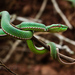 Pope’s Tree Viper - Photo (c) Thomas Calame, some rights reserved (CC BY-NC)