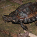 Oldham’s Leaf Turtle - Photo (c) Thomas Calame, some rights reserved (CC BY-NC)