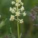 Wild Mignonette - Photo (c) Anne, all rights reserved