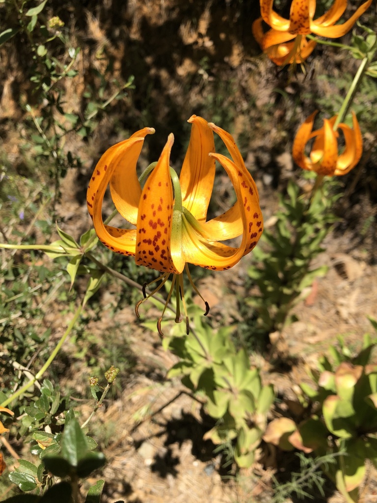 Humboldt S Lily In June By Sarah Marquez Inaturalist