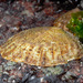 File Limpet - Photo (c) Gary McDonald, all rights reserved, uploaded by Gary McDonald