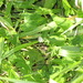 Square