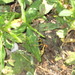 Square
