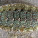 Gould's Baby Chiton - Photo (c) Gary McDonald, all rights reserved, uploaded by Gary McDonald