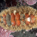 Hairy Chiton - Photo (c) Gary McDonald, all rights reserved, uploaded by Gary McDonald