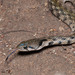 Yellow-Spotted Keelback - Photo (c) nomascus, some rights reserved (CC BY-NC), uploaded by Thomas Calame