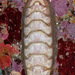 Stenoplax fallax - Photo (c) Gary McDonald, todos os direitos reservados, uploaded by Gary McDonald