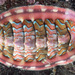 Flame Lined Chiton - Photo (c) Gary McDonald, all rights reserved, uploaded by Gary McDonald