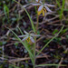 Fritillaria atropurpurea - Photo (c) faerthen, todos los derechos reservados, subido por faerthen