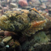 Paiute Sculpin - Photo (c) faerthen, all rights reserved, uploaded by faerthen