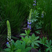 Burke's Lupine - Photo (c) faerthen, all rights reserved, uploaded by faerthen