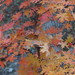 Bigtooth Maple - Photo (c) Alfonso, all rights reserved, uploaded by Alfonso
