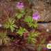 Greater Herb-Robert - Photo (c) Tig, all rights reserved