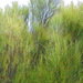 Dracophyllum filifolium - Photo (c) John Van den Hoeven, all rights reserved, uploaded by John Van den Hoeven