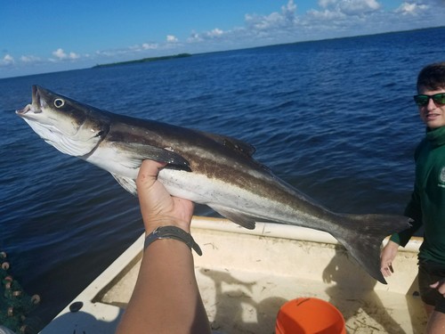 Cobia A Field Guide To The Fishes Of Charlotte Harbor Florida