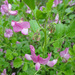 Ononis rotundifolia - Photo (c) Tig, todos los derechos reservados