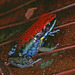 Sanguine Poison Frog - Photo (c) herpguy, all rights reserved