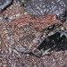 Power's Toad - Photo (c) herpguy, all rights reserved