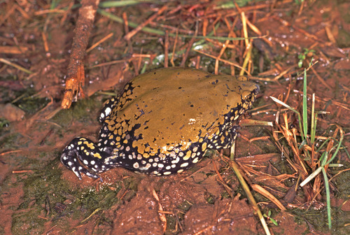 Medium