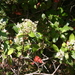 Square