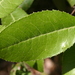 Square
