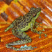 Staurois guttatus - Photo (c) Paul Freed, todos los derechos reservados, uploaded by Paul Freed