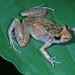 Oreobates madidi - Photo (c) herpguy, all rights reserved