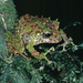 Pristimantis ventrimarmoratus - Photo (c) herpguy, all rights reserved