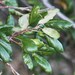 Quercus agrifolia oxyadenia - Photo (c) Jay Keller, kaikki oikeudet pidätetään, uploaded by Jay L. Keller