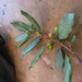 Square