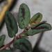 Euphorbia abramsiana - Photo (c) Nathan Taylor, todos os direitos reservados, uploaded by Nathan Taylor
