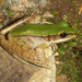 Large Odorous Frog - Photo (c) Paul Freed, all rights reserved, uploaded by Paul Freed