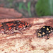 Marbled rubber frog - Photo (c) herpguy, all rights reserved