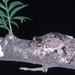 Scinax acuminatus - Photo (c) Paul Freed, כל הזכויות שמורות, הועלה על ידי Paul Freed