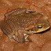 Rhinella poeppigii - Photo (c) herpguy, all rights reserved