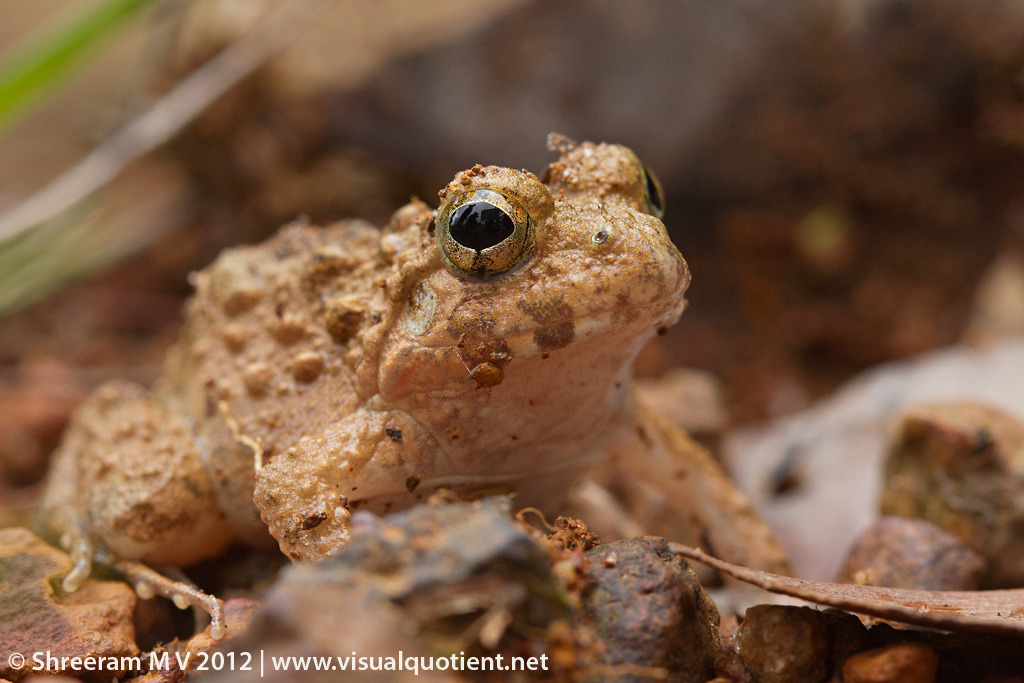 Malabar Wart Frog from Agumbe on June 15, 2012 by mvshreeram · iNaturalist