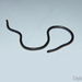 Guayaquila Blind Snake - Photo (c) Keyko Cruz, all rights reserved