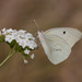 Mariposa Blanca Gigante Americana - Photo (c) Anne, todos los derechos reservados