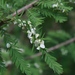 Taxodiomyia cupressi - Photo (c) tonyg, all rights reserved