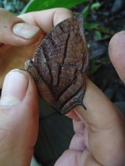 Small